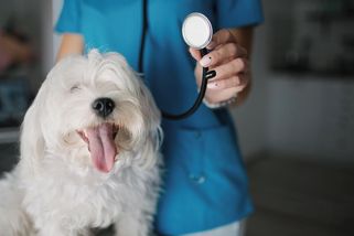 Držela jsem svého psa, když ho uspávali. Veterinář mi pak řekl jednu větu a já se sesypala - Médium.cz